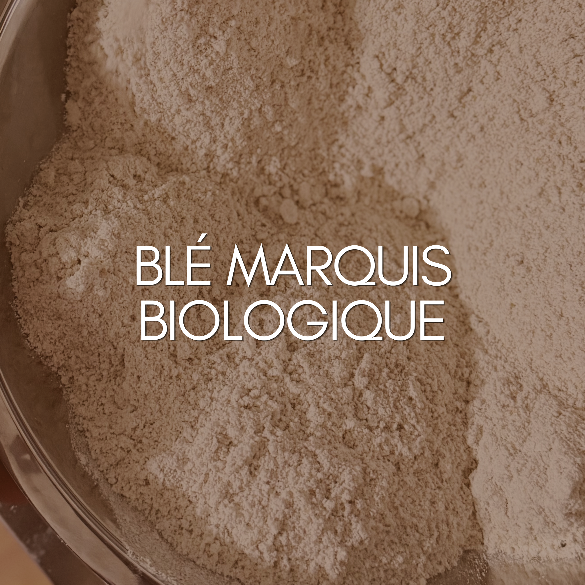 Farine intégrale de blé Marquis biologique